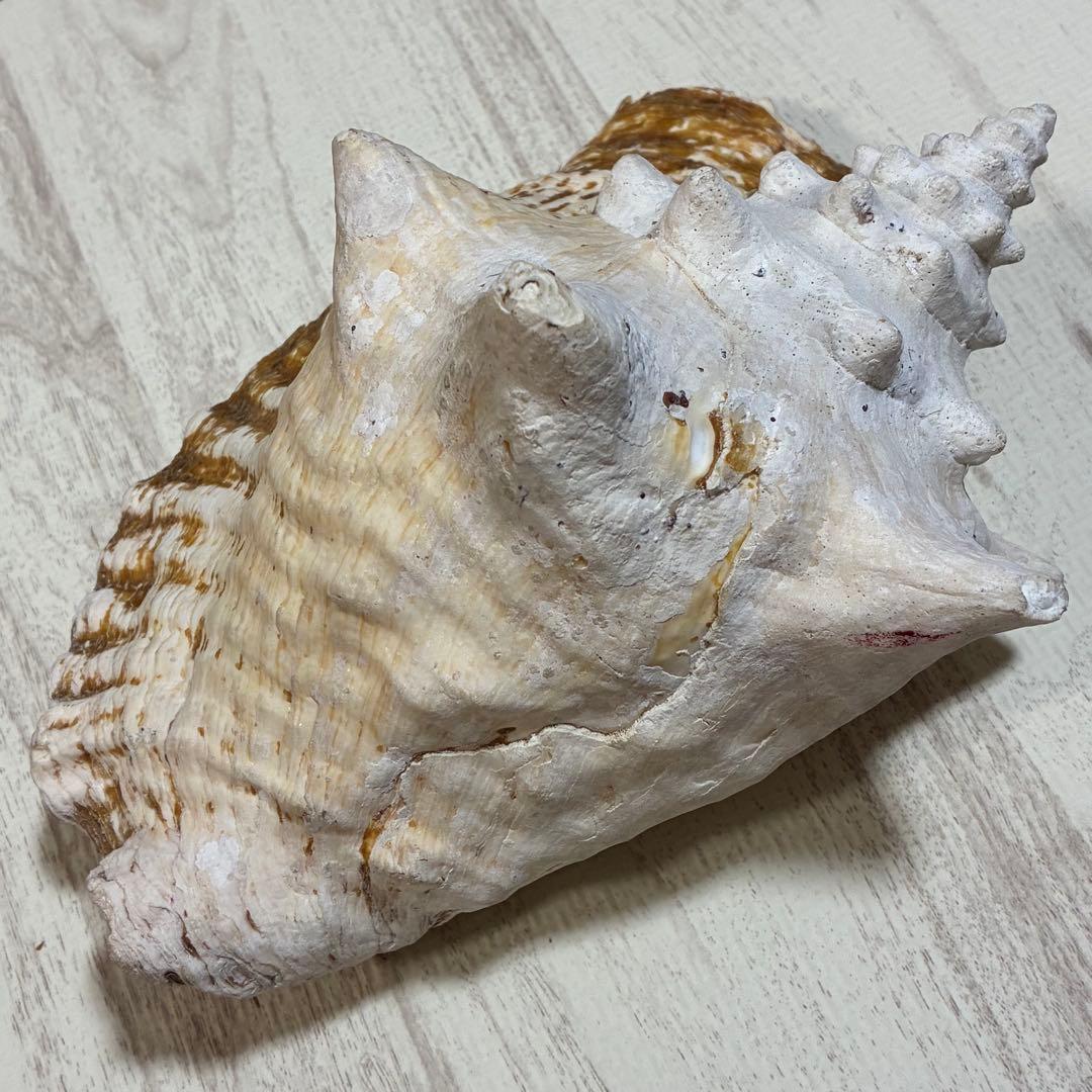 クイーンコンクシェル コンク貝 ピンク貝 24cm 希少 恋愛運 安産 家庭円満