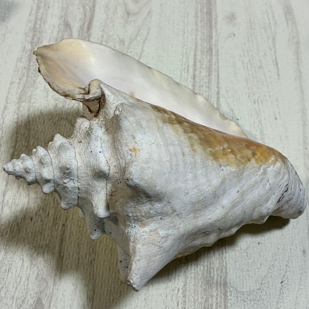 クイーンコンクシェル コンク貝 ピンク貝 24cm 希少 恋愛運 安産 家庭円満