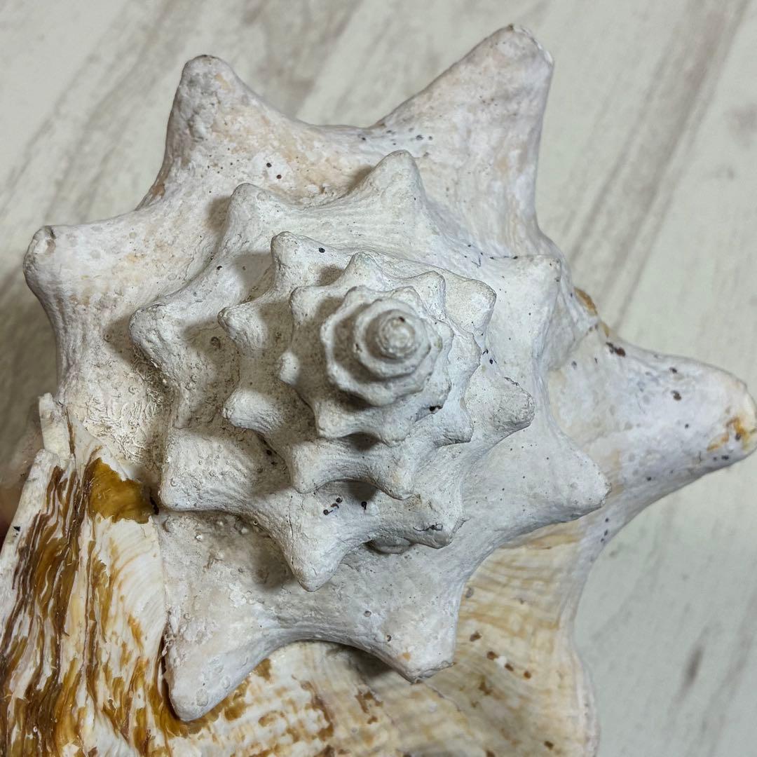 クイーンコンクシェル コンク貝 ピンク貝 24cm 希少 恋愛運 安産 家庭円満