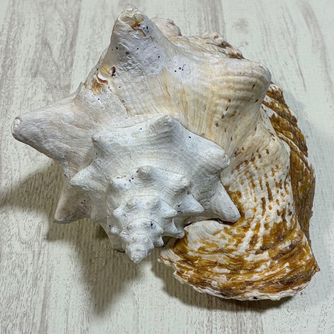 クイーンコンクシェル コンク貝 ピンク貝 24cm 希少 恋愛運 安産 家庭円満