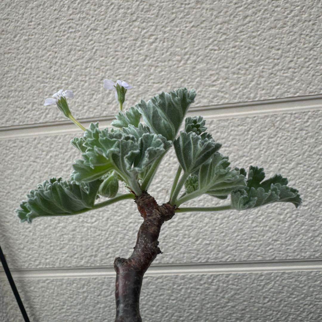 m11 発根済み　ペラルゴニウム ミラビレ 切り枝 剪定枝 挿し木