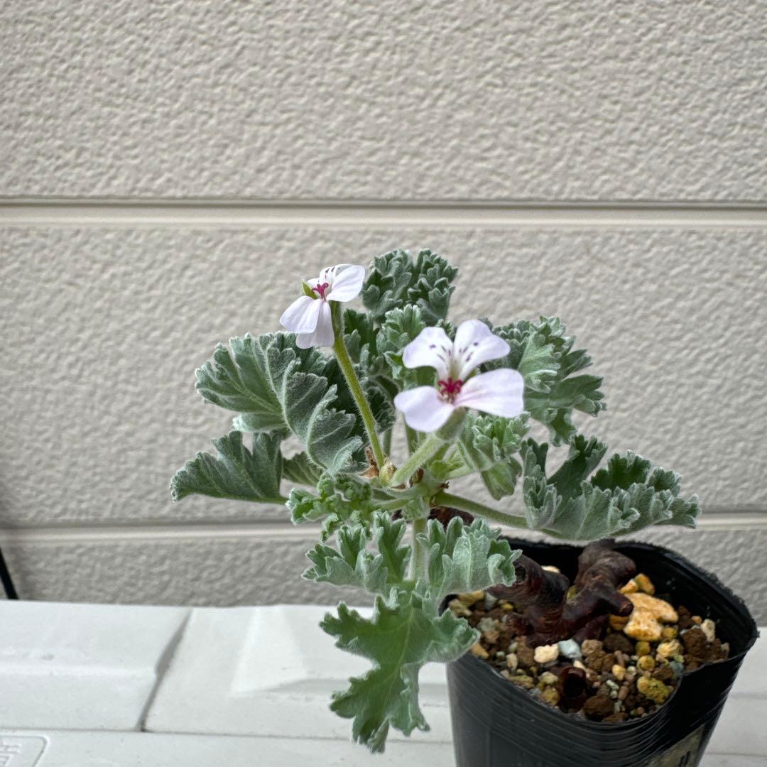 m11 発根済み　ペラルゴニウム ミラビレ 切り枝 剪定枝 挿し木