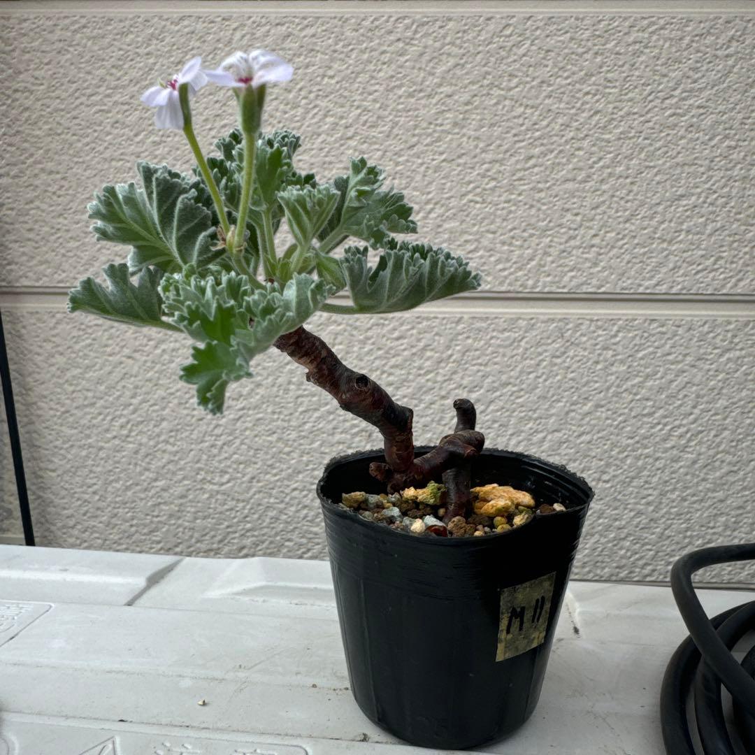 m11 発根済み　ペラルゴニウム ミラビレ 切り枝 剪定枝 挿し木