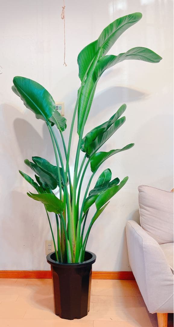 激安！　ストレチア　オーガスタ B 大型❗️ 181センチ　10号鉢 観葉植物