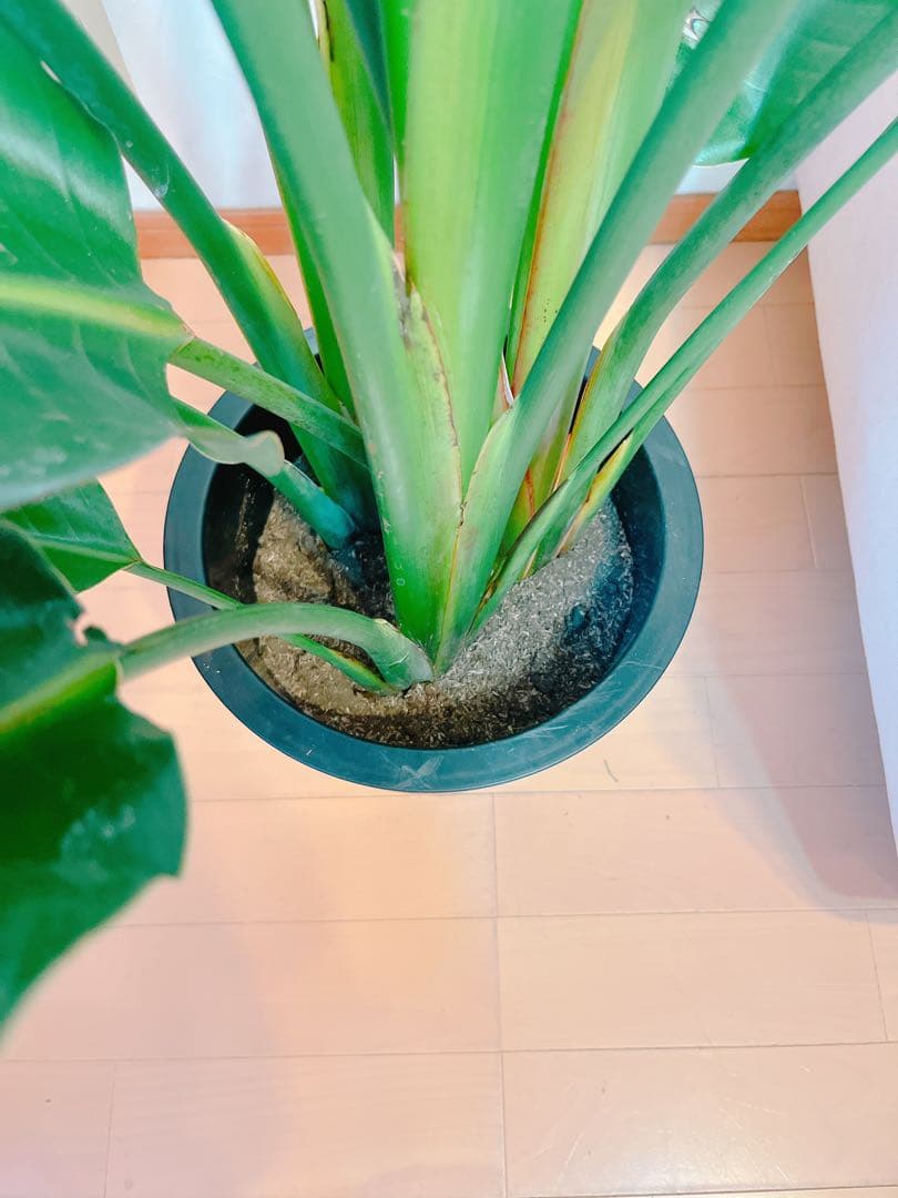 激安！　ストレチア　オーガスタ B 大型❗️ 181センチ　10号鉢 観葉植物