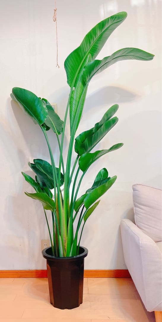 激安！　ストレチア　オーガスタ B 大型❗️ 181センチ　10号鉢 観葉植物