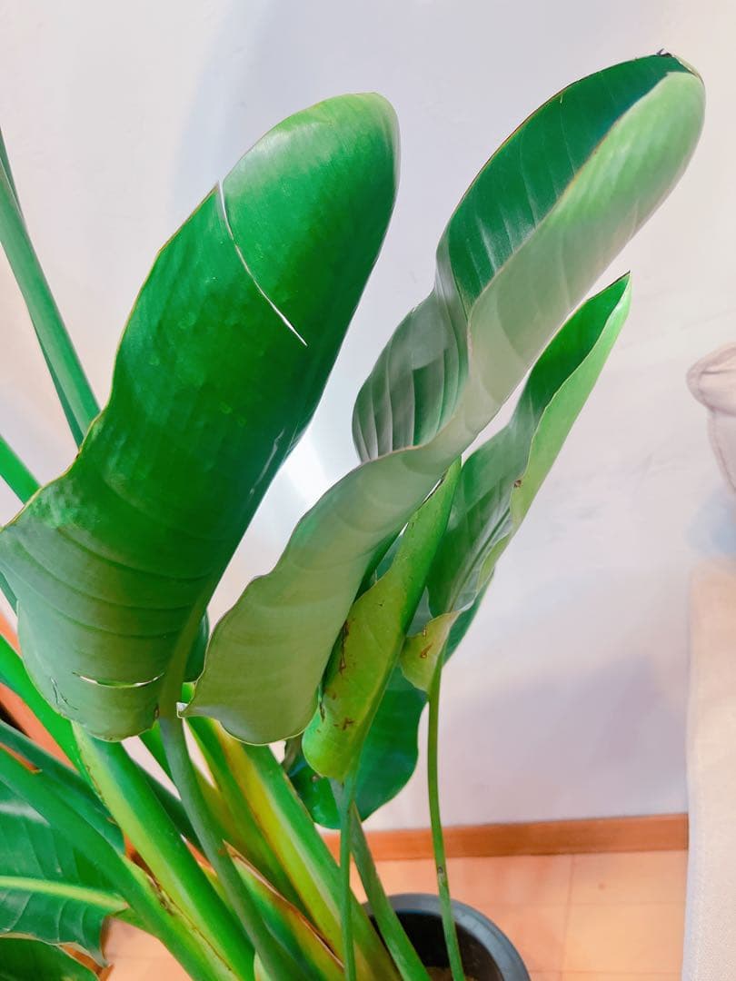 激安！　ストレチア　オーガスタ B 大型❗️ 181センチ　10号鉢 観葉植物