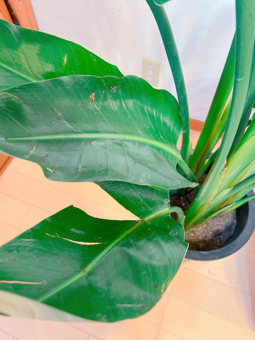 激安！　ストレチア　オーガスタ B 大型❗️ 181センチ　10号鉢 観葉植物