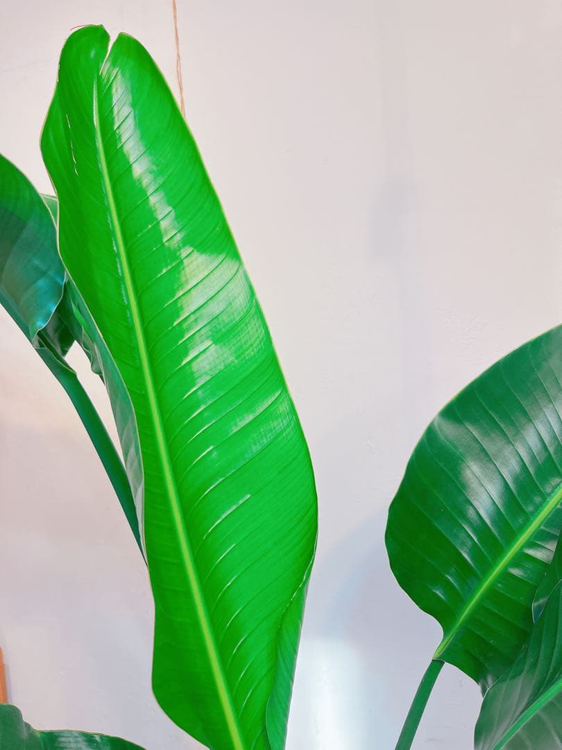 激安！　ストレチア　オーガスタ B 大型❗️ 181センチ　10号鉢 観葉植物