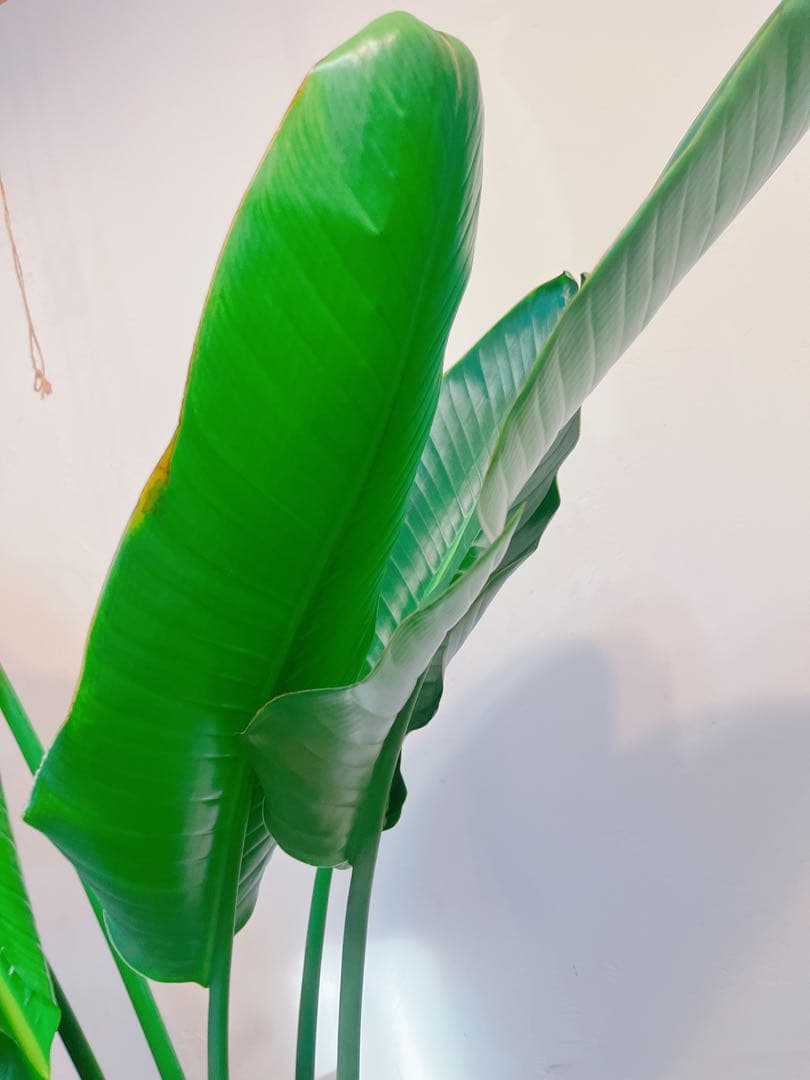 激安！　ストレチア　オーガスタ B 大型❗️ 181センチ　10号鉢 観葉植物