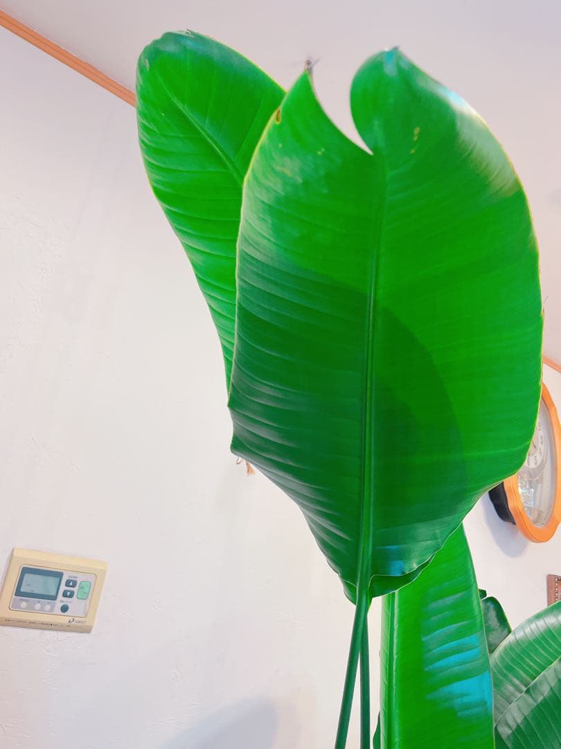 激安！　ストレチア　オーガスタ B 大型❗️ 181センチ　10号鉢 観葉植物