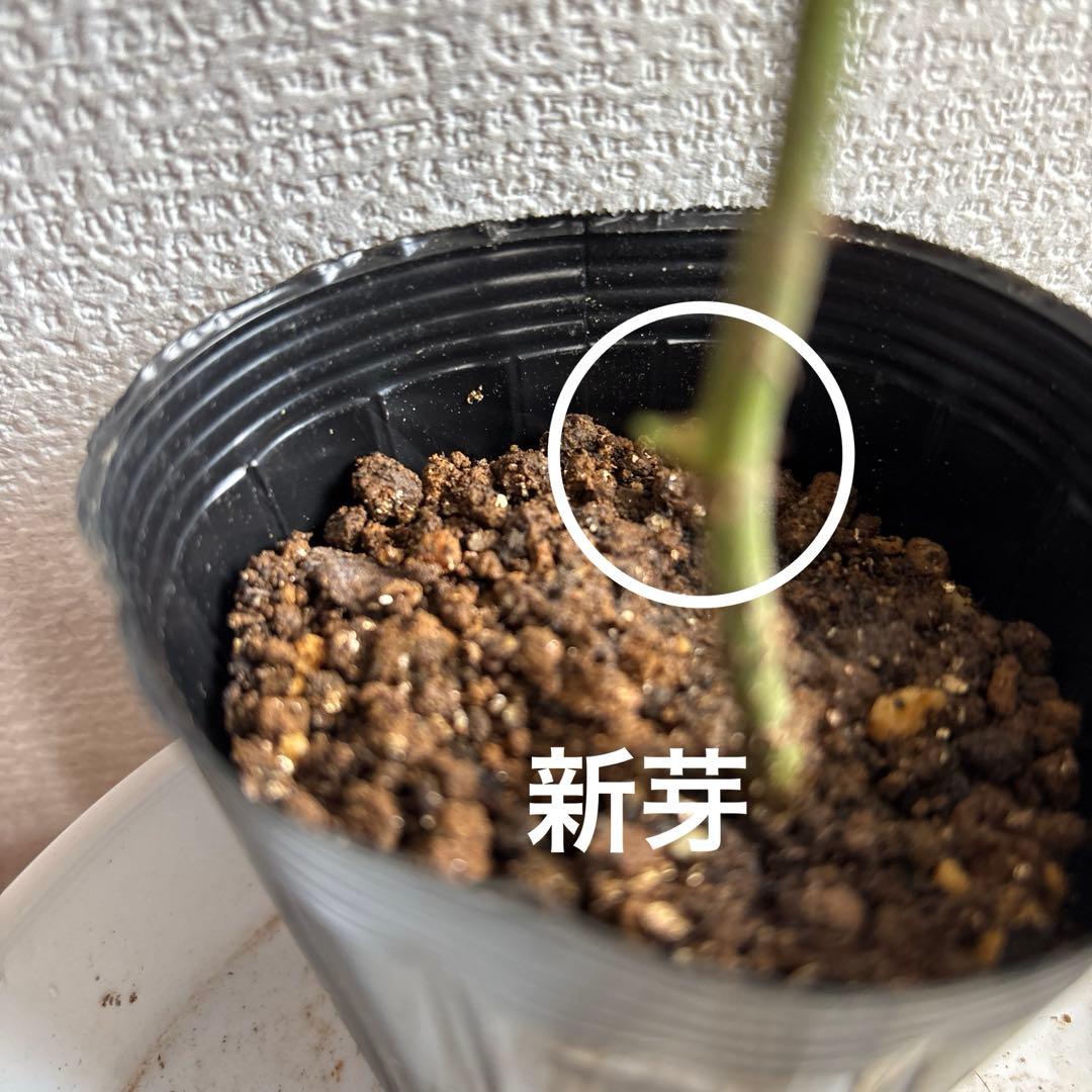 ヒストリカル レア品種 ER