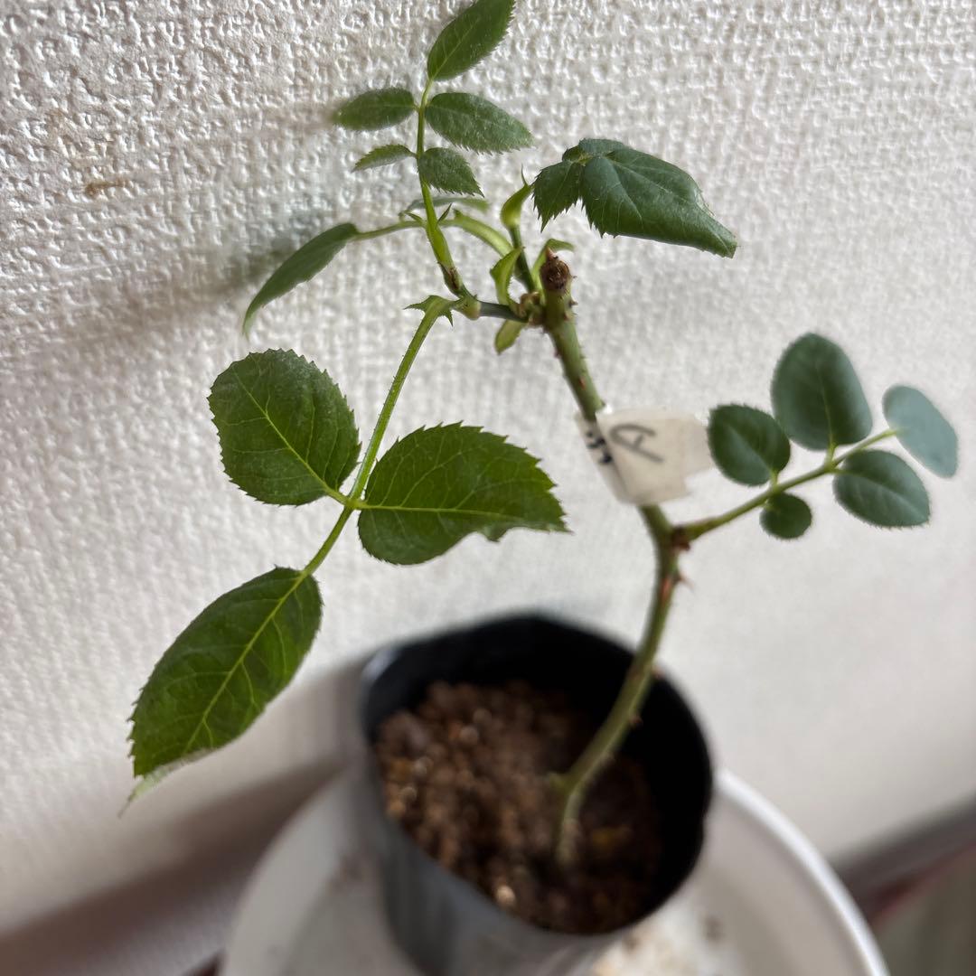 ヒストリカル レア品種 ER