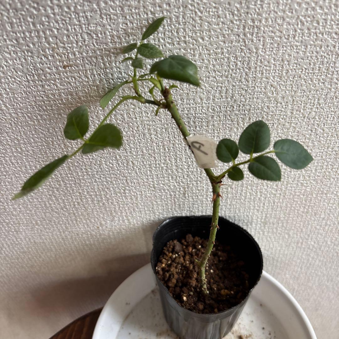 ヒストリカル レア品種 ER