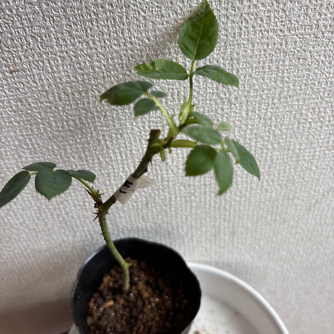 ヒストリカル レア品種 ER