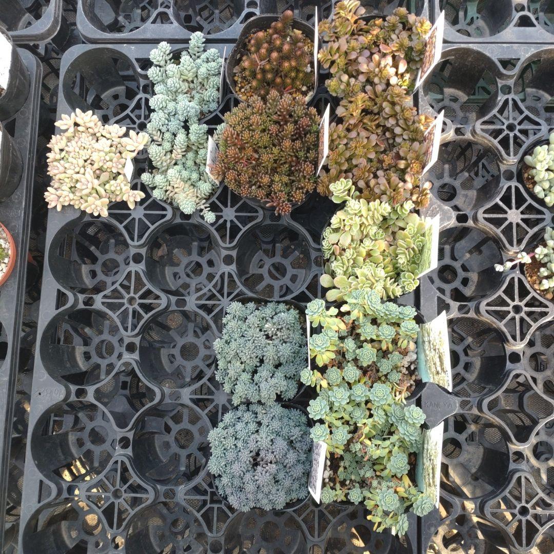 23日発送午前着 ももんちゃさん専用