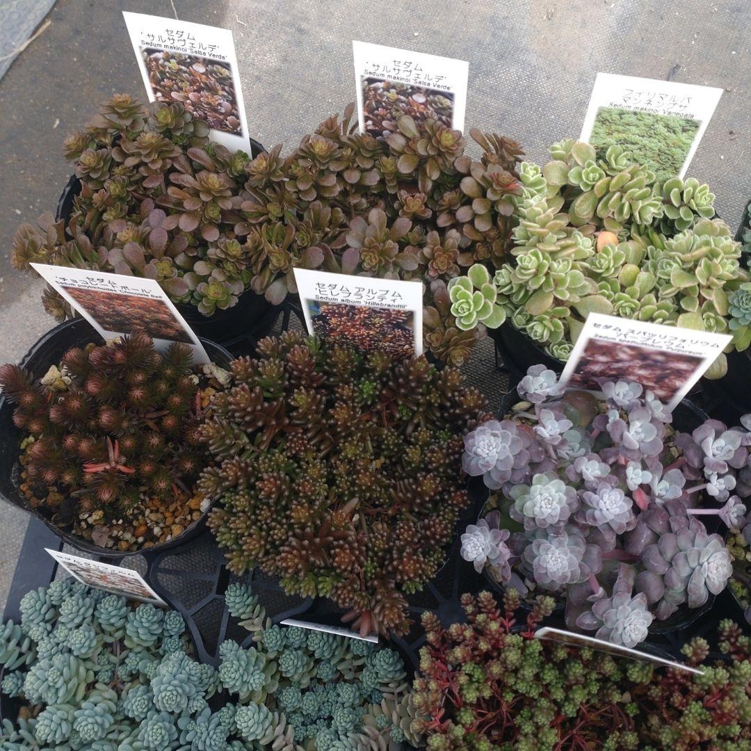 23日発送午前着 ももんちゃさん専用