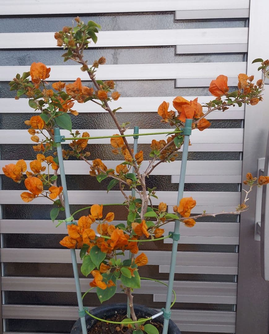 ブーゲンビリア No101 らくらくメルカリ便発送‼️ - メルカリ