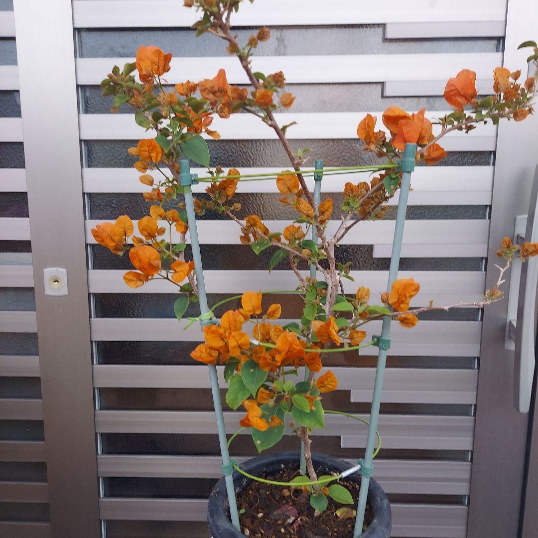 ブーゲンビリア No101 らくらくメルカリ便発送‼️ - メルカリ