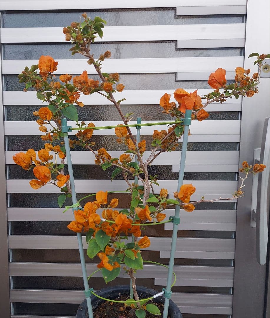 ブーゲンビリア No101 らくらくメルカリ便発送‼️ - メルカリ