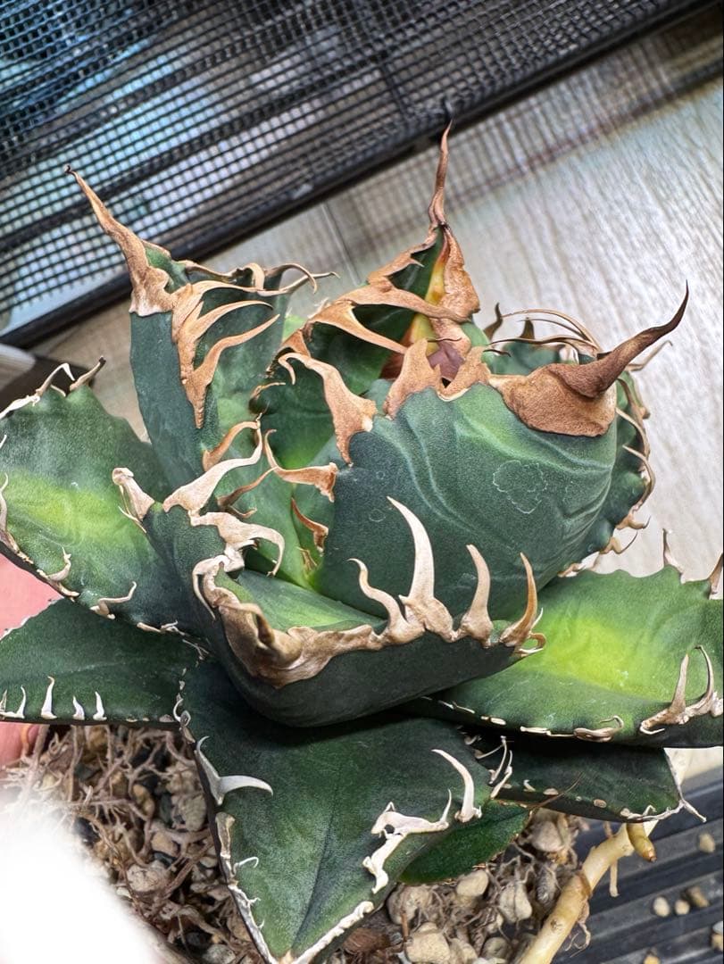 悪魔くんOC 子株 アガベ チタノタ 検】シチリア スーパーチタノタ ③