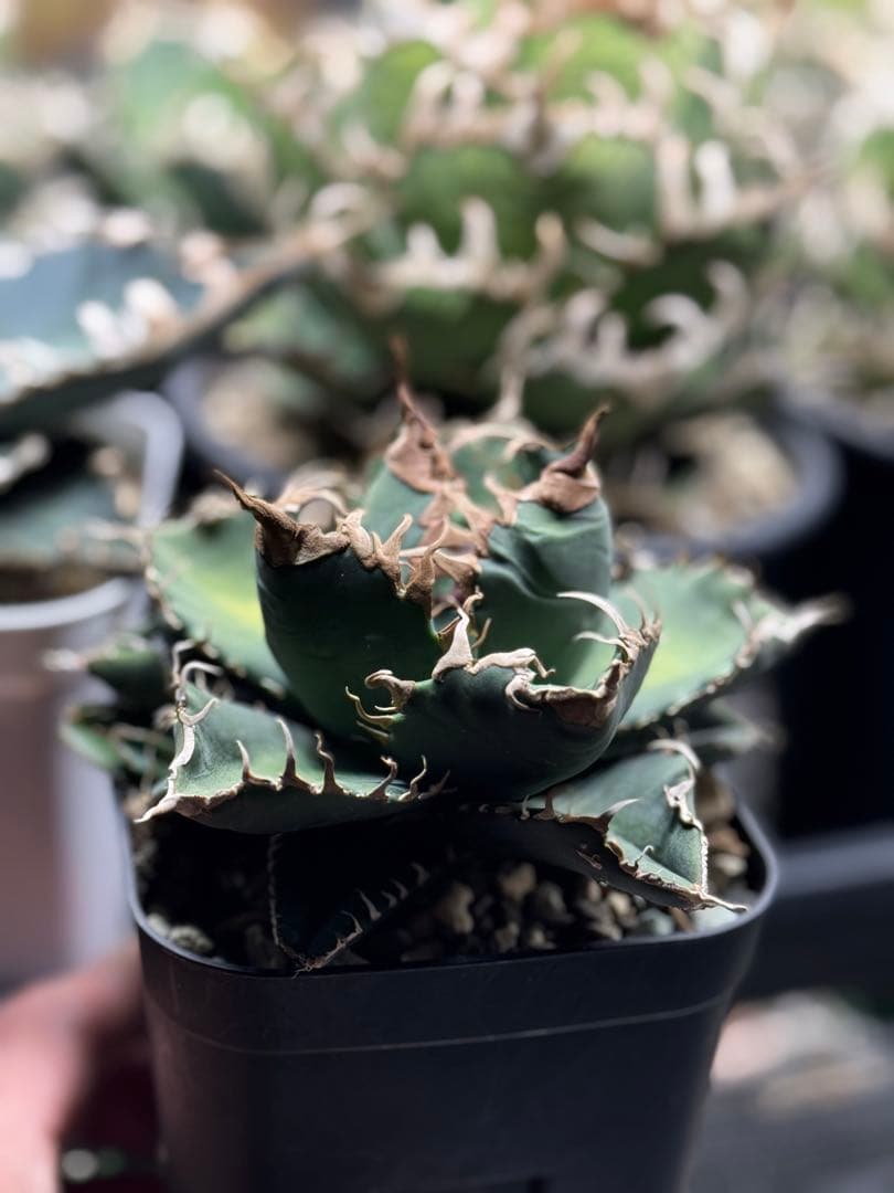 悪魔くんOC 子株 アガベ チタノタ 検】シチリア スーパーチタノタ ③