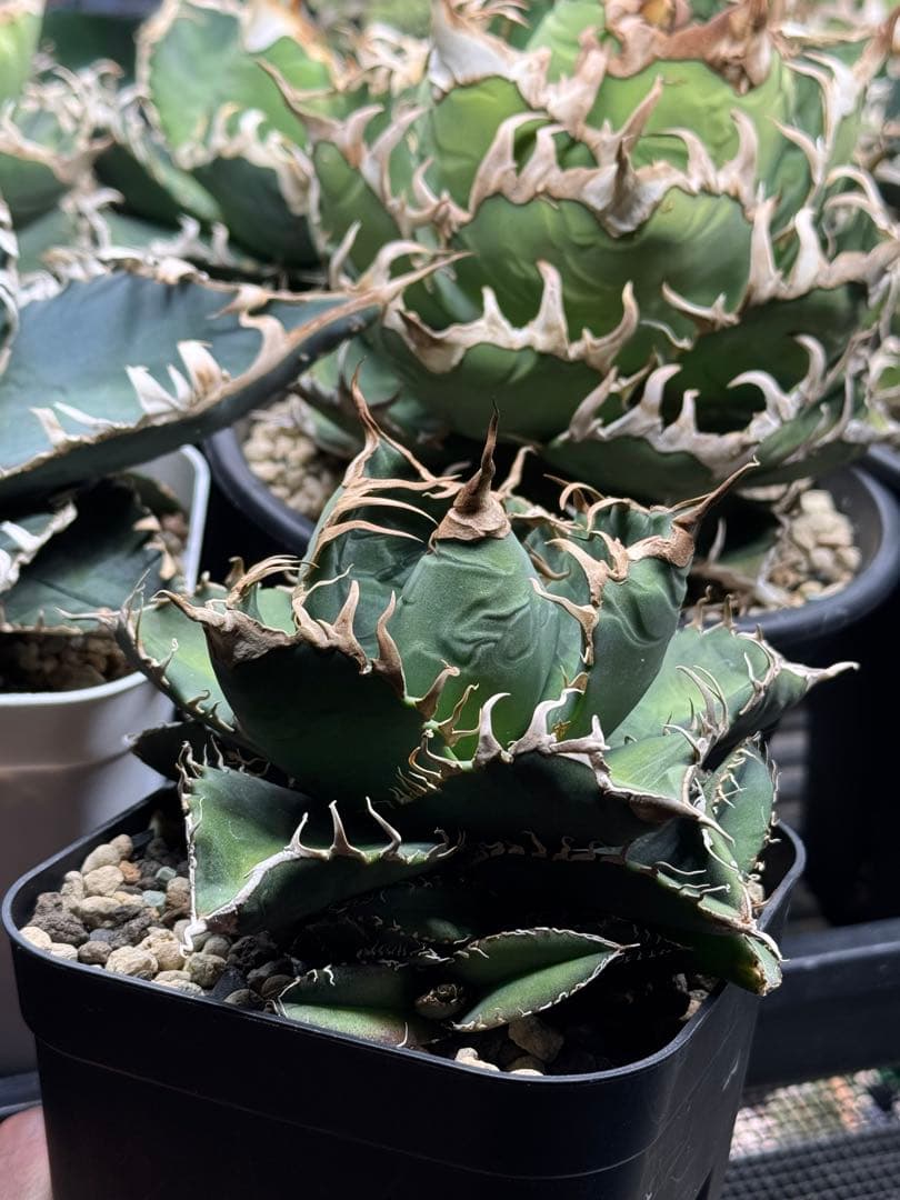 悪魔くんOC 子株 アガベ チタノタ 検】シチリア スーパーチタノタ ③