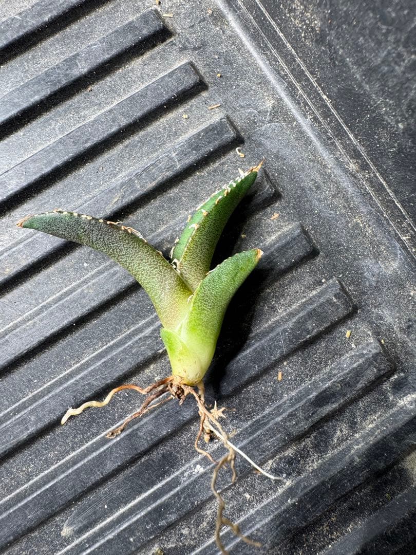 悪魔くんOC 子株 アガベ チタノタ 検】シチリア スーパーチタノタ ③