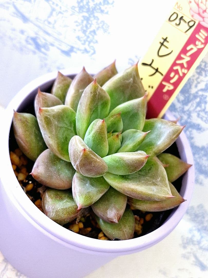 華切子迷いの森もみじ飴3点セット札付きポットごとおらいさん苗バラ