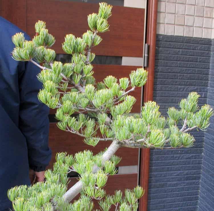 【現品】五葉松　ゴヨウマツ　ごようまつ　12号　7C番