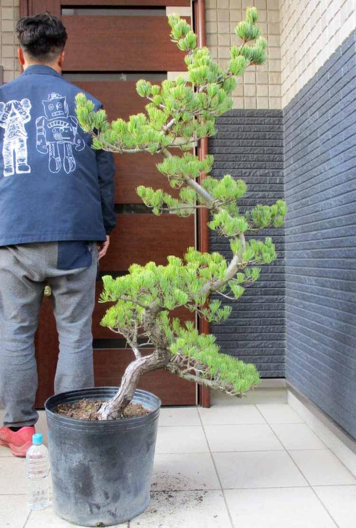 【現品】五葉松　ゴヨウマツ　ごようまつ　12号　7C番