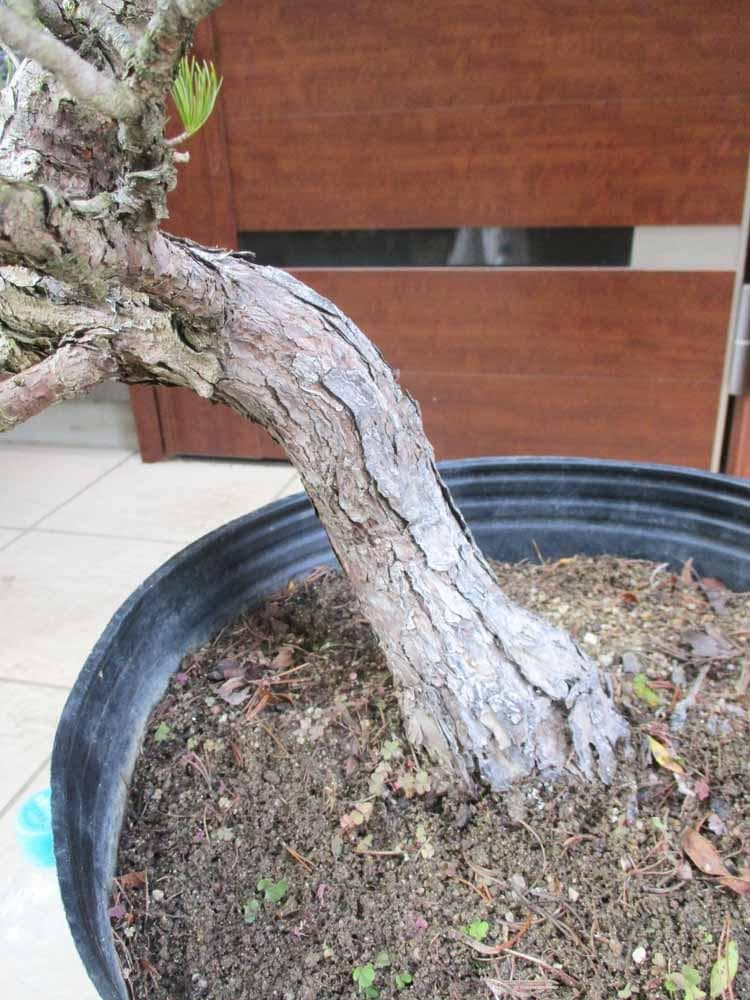 【現品】五葉松　ゴヨウマツ　ごようまつ　12号　7C番