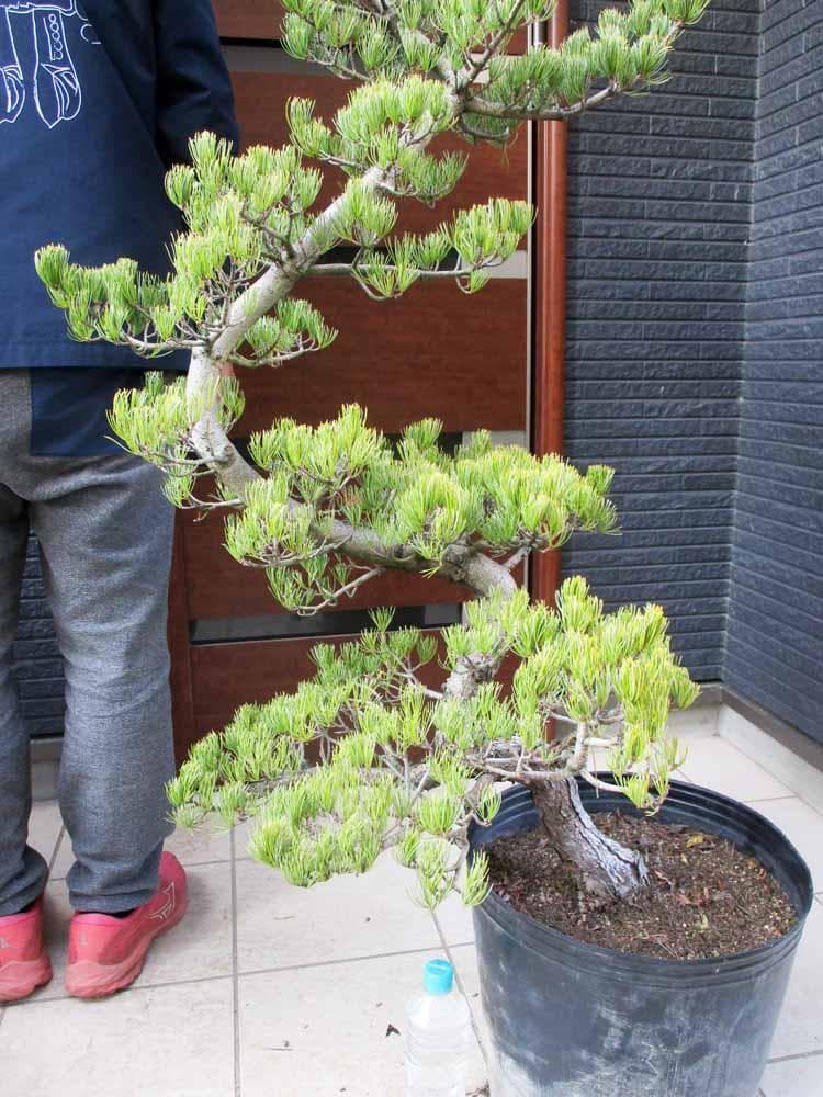 【現品】五葉松　ゴヨウマツ　ごようまつ　12号　7C番