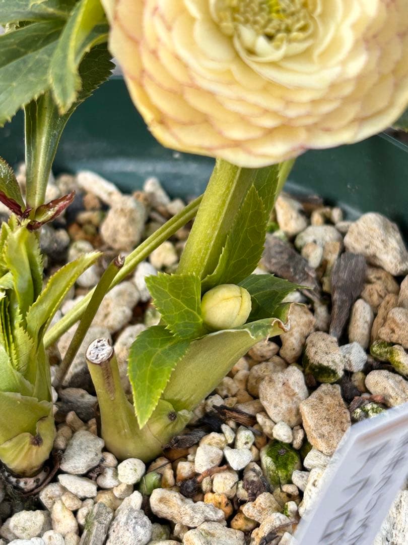 認定アフロディーテ　クリスマスローズ