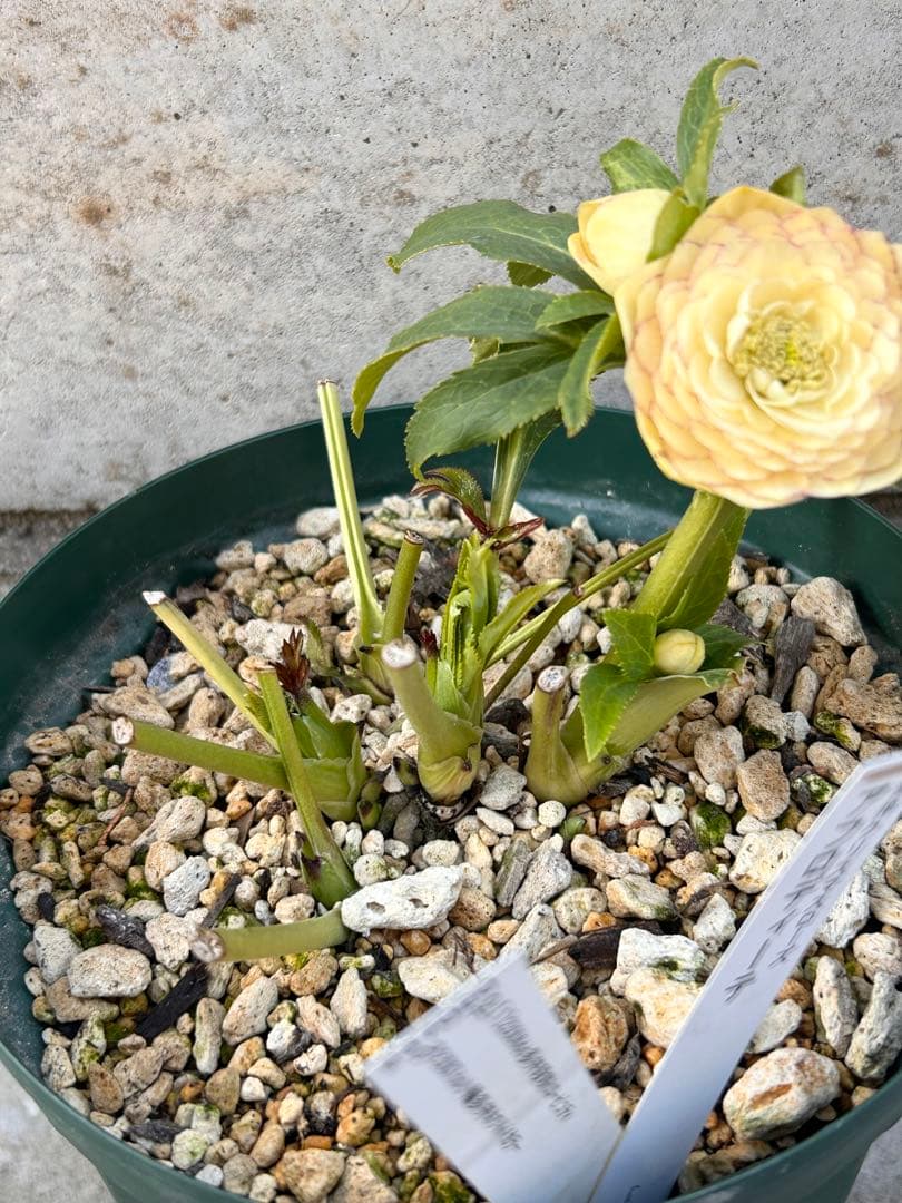 認定アフロディーテ　クリスマスローズ