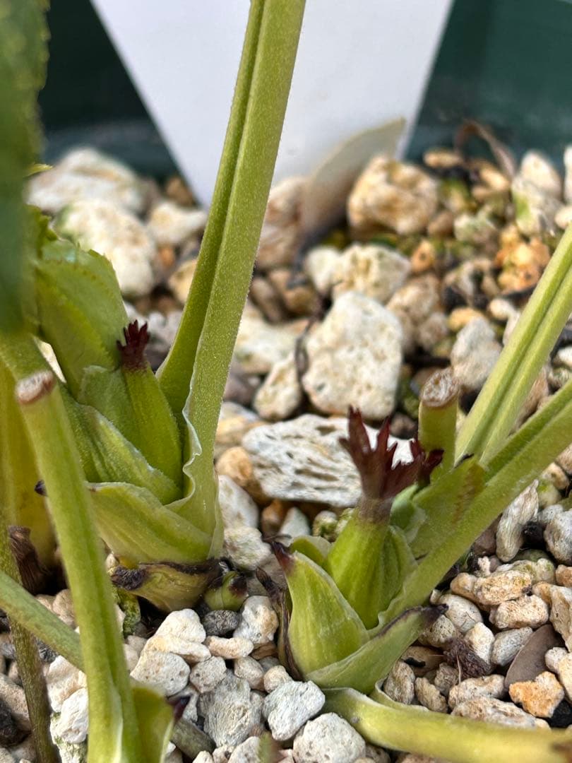 認定アフロディーテ　クリスマスローズ