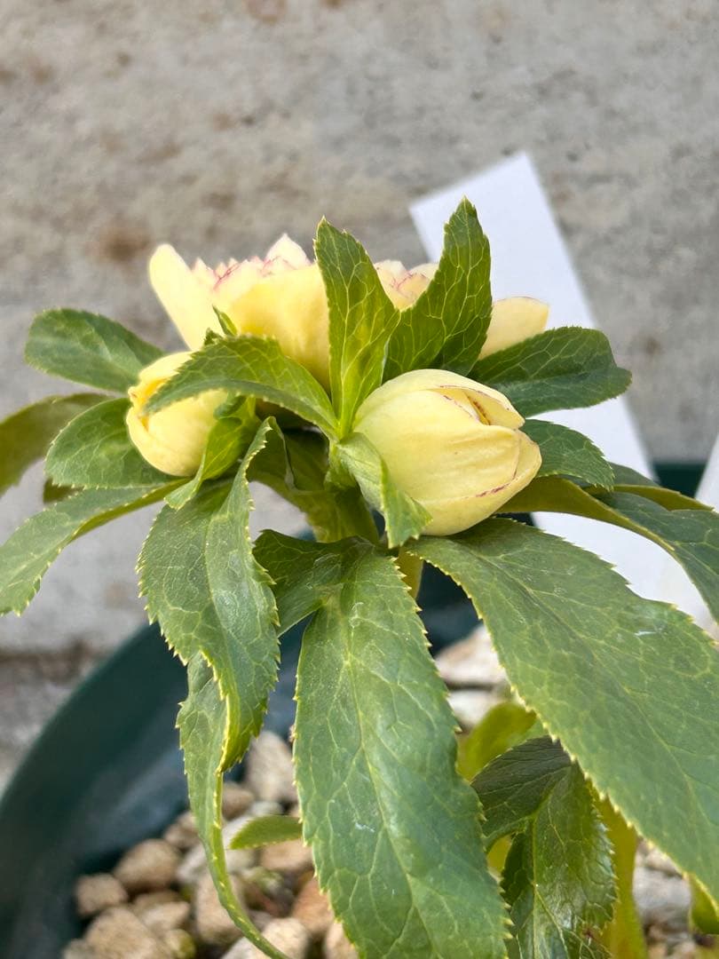 認定アフロディーテ　クリスマスローズ