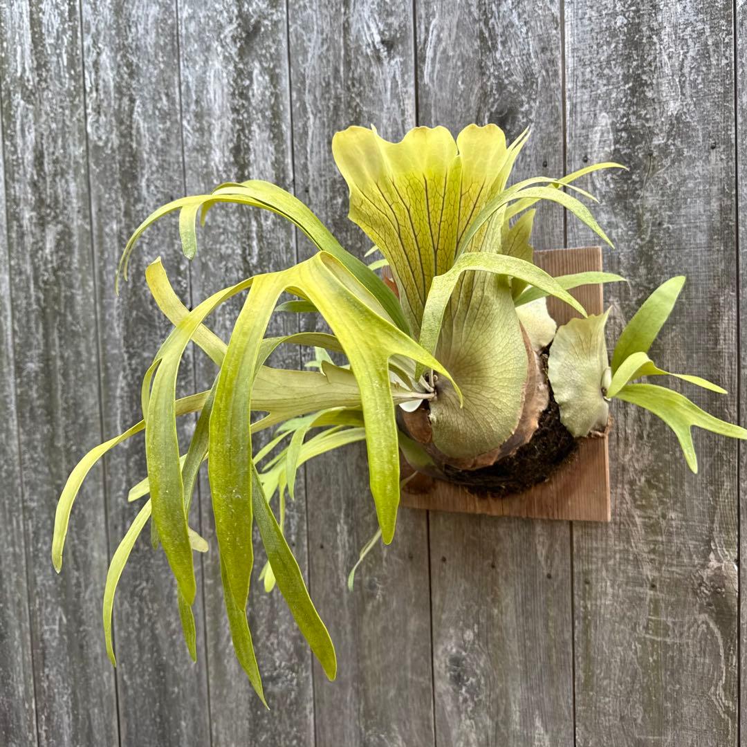 P.Walrusii ビカクシダ