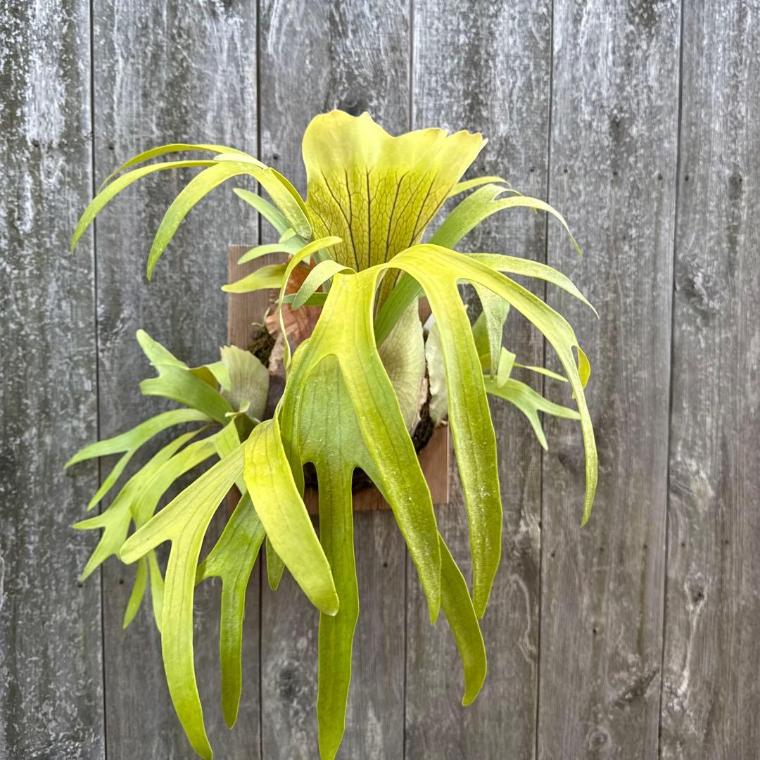 P.Walrusii ビカクシダ