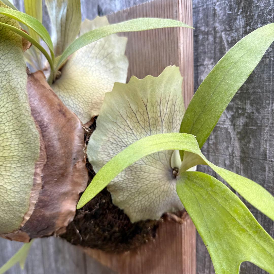 P.Walrusii ビカクシダ