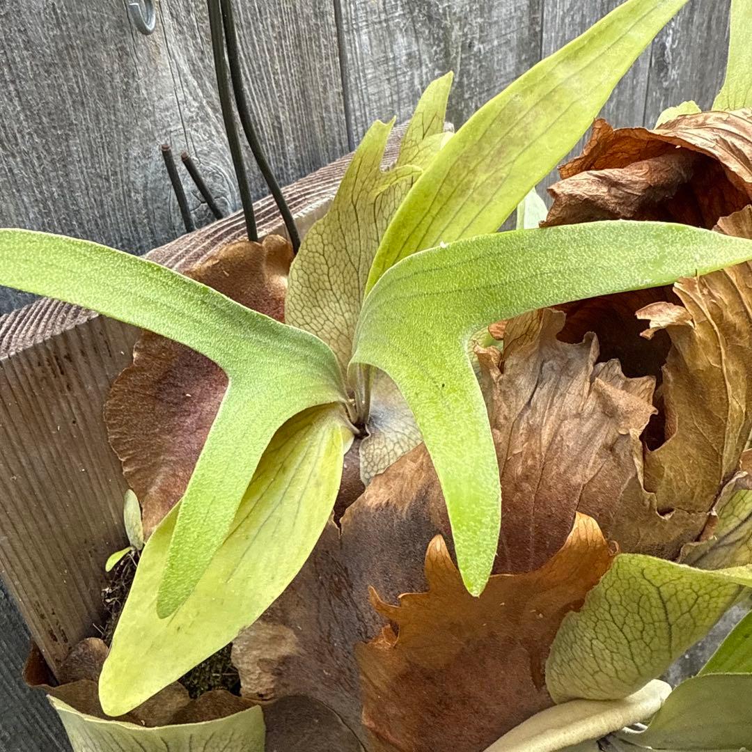 P.Walrusii ビカクシダ