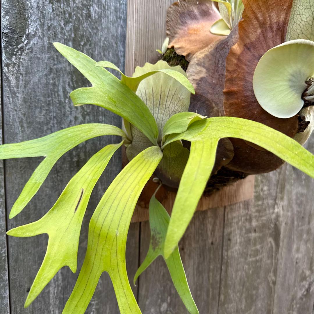 P.Walrusii ビカクシダ