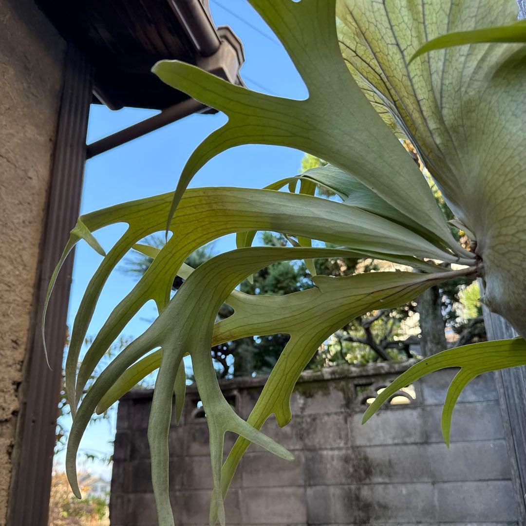 P.Walrusii ビカクシダ