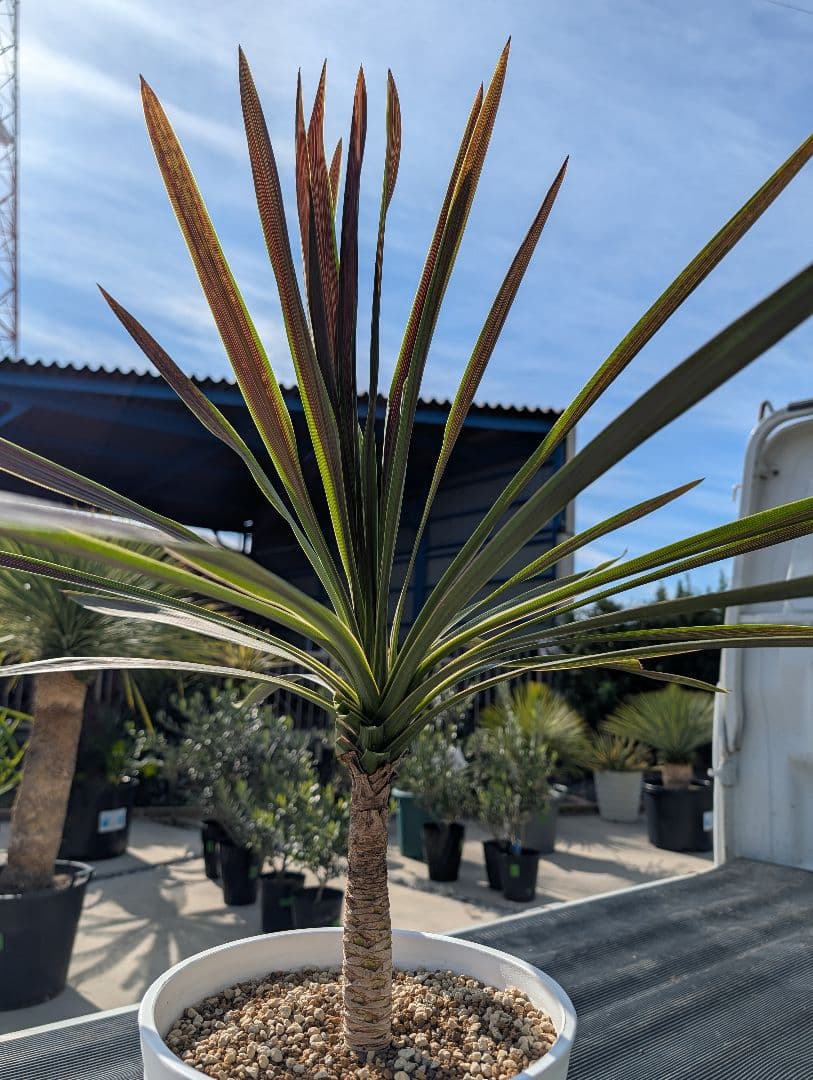 コルジリネ チョコミント《H＝約80㎝・8号》177