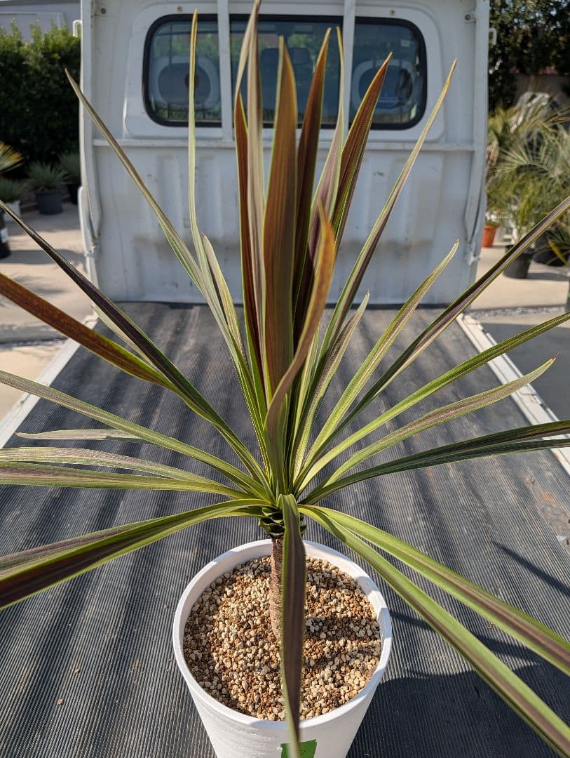 コルジリネ チョコミント《H＝約80㎝・8号》177