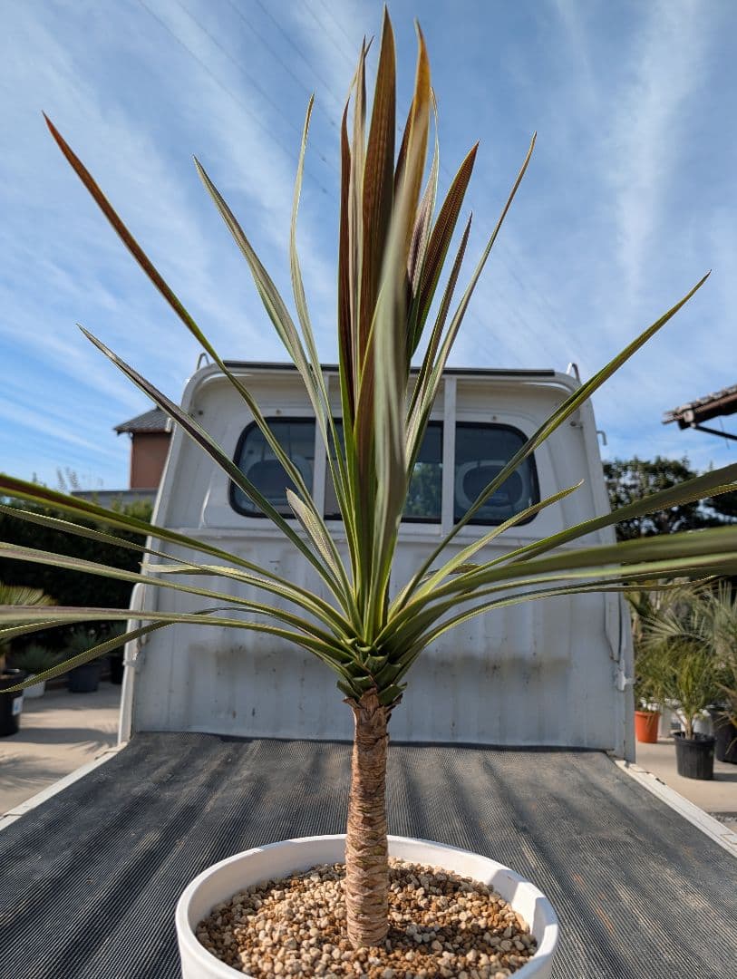 コルジリネ チョコミント《H＝約80㎝・8号》177