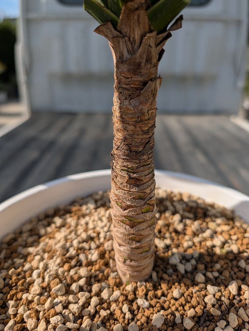 コルジリネ チョコミント《H＝約80㎝・8号》177