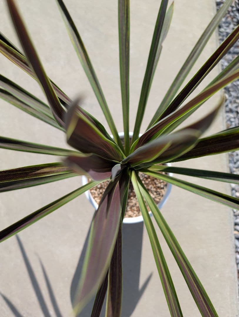 コルジリネ チョコミント《H＝約80㎝・8号》177