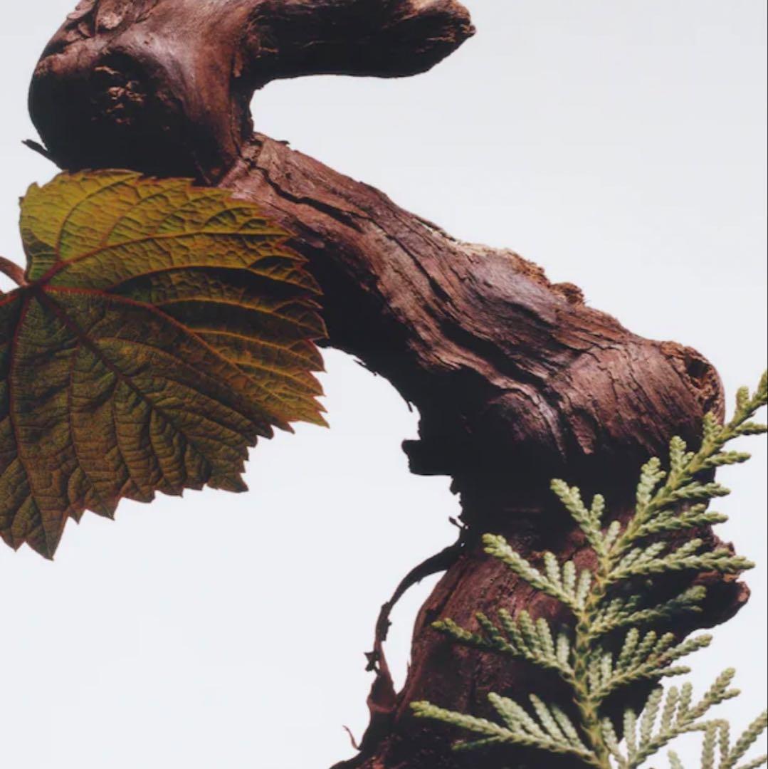 JO MALONE CYPRESS & GRAPEVINE コロンインテンス