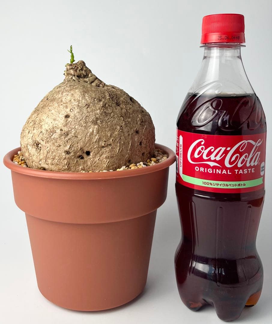 激レア/極美/大株/塊根植物】アデニア ペナンギアナ 鉢植え